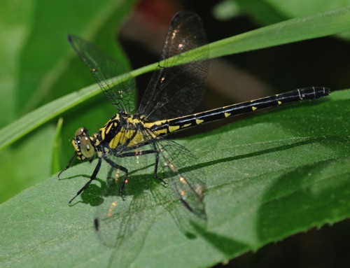 Female
2009_05_21_Gilmer